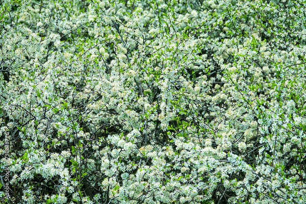 Blackthorn (Prunus spinosa) thornbush. Plot of forest-steppe, blooming wild fruit trees. Type of biocenosis close to natural, primal steppe. Rostov region, Russia Blackthorn (Prunus spinosa) thornbush. Plot of forest-steppe, blooming wild fruit trees. Type of biocenosis close to natural, primal steppe. Rostov region, Russia
