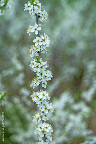 Blackthorn (Prunus spinosa) thornbush. Plot of forest-steppe, blooming wild fruit trees. Type of biocenosis close to natural, primal steppe. Rostov region, Russia photo