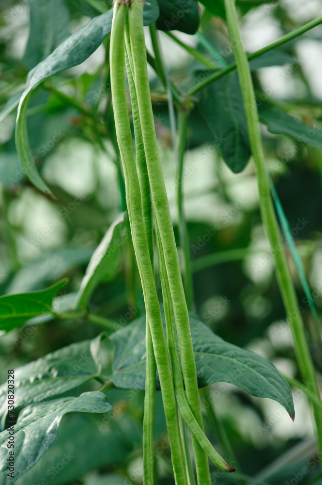 Long bean plants in growth at vegetable field Long bean plants in growth at vegetable field