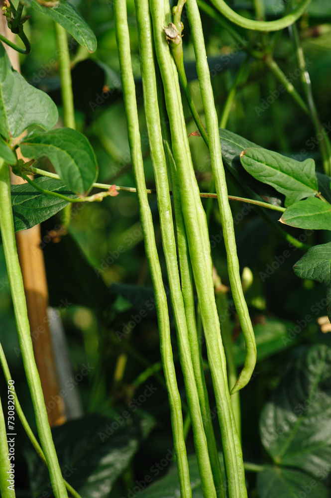 Fototapeta premium Long bean plants in growth at vegetable field