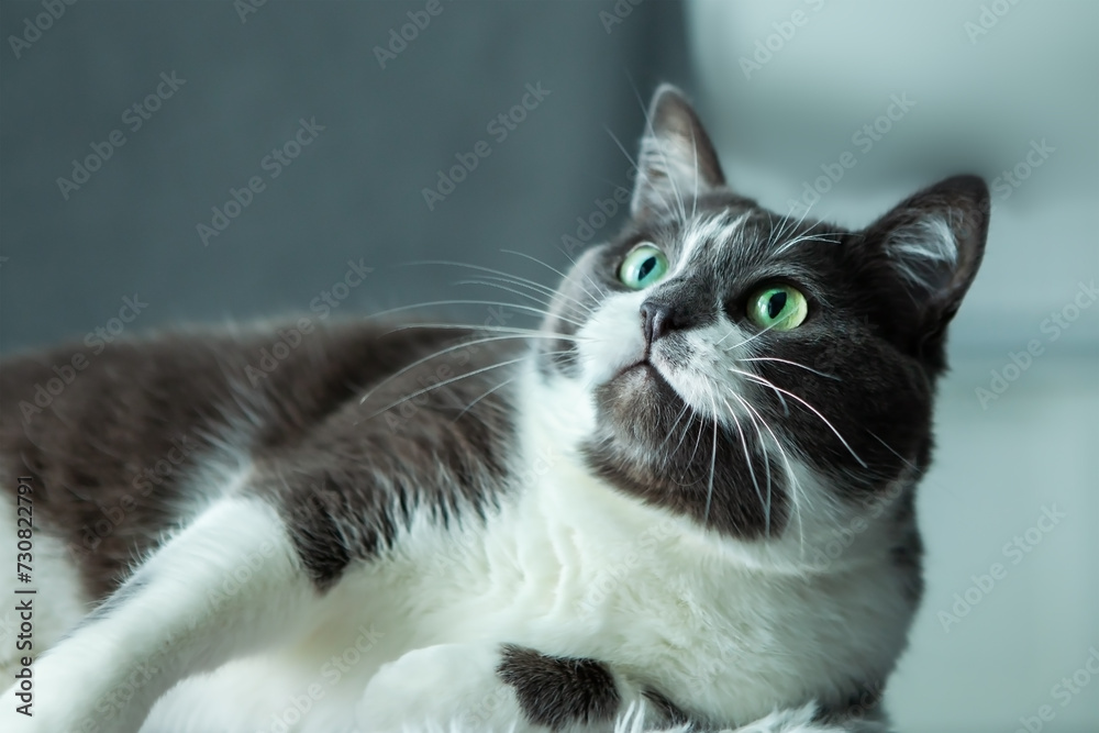 Charming, elegant, very beautiful Gray-white cat with big green eyes, lying on his bed, looking up. Charming, elegant, very beautiful Gray-white cat with big green eyes, lying on his bed, looking up.