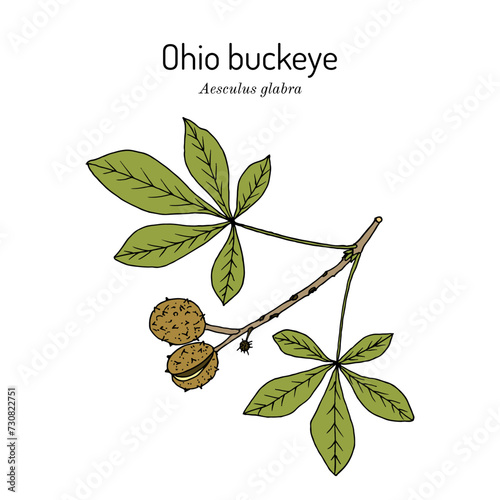 Photos Ohio buckeye (Aesculus glabra), medicinal plant