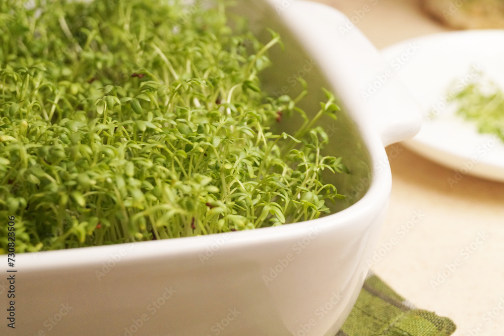 Growing microgreen at home on the windowsill. Sprouts of cress in bowls close-up. The concept of a home garden. Spring. Macro. Side view. Growing microgreen at home on the windowsill. Sprouts of cress in bowls close-up. The concept of a home garden. Spring. Macro. Side view.