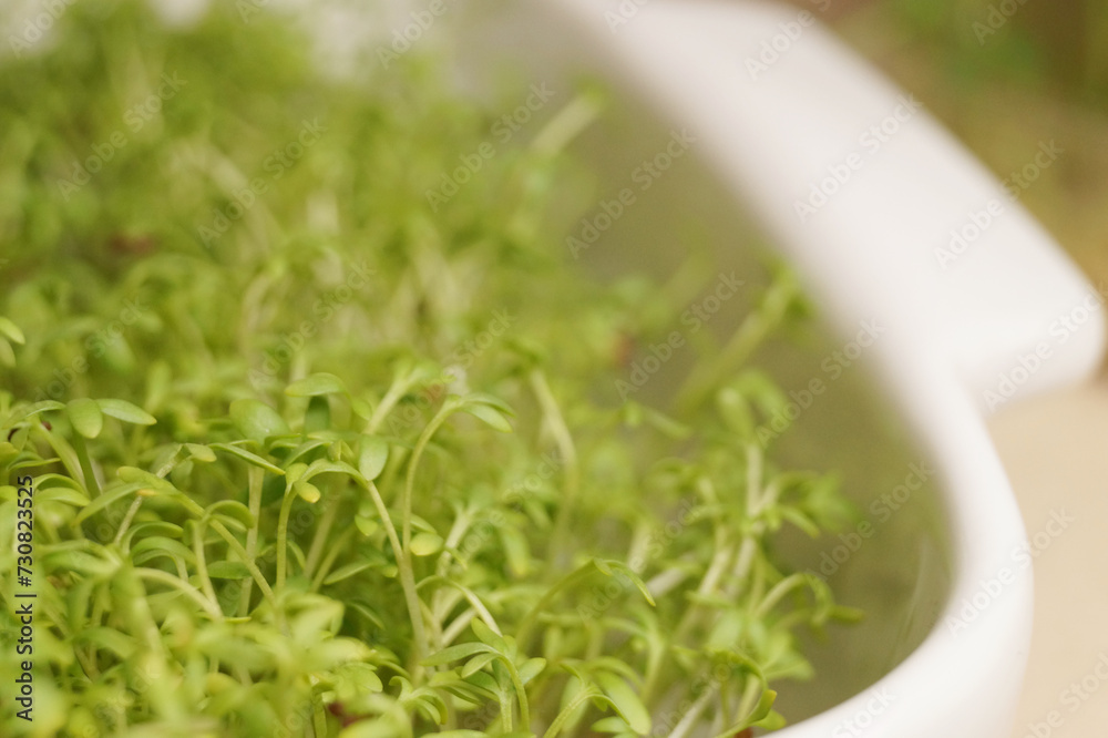 Growing microgreen at home on the windowsill. Sprouts of cress in bowls close-up. The concept of a home garden. Spring. Macro. Side view. Growing microgreen at home on the windowsill. Sprouts of cress in bowls close-up. The concept of a home garden. Spring. Macro. Side view.