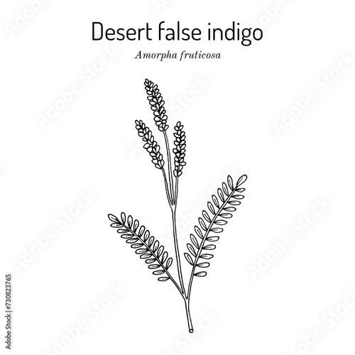 Desert false indigo (Amorpha fruticosa), medicinal plant