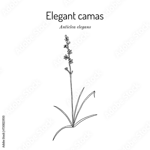Elegant camas (Anticlea elegans), medicinal plant