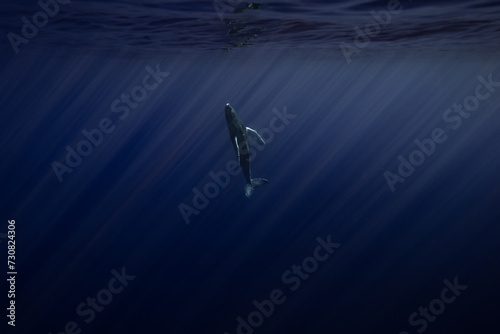 Baleine à bosse Polynésie Moorea © Baptiste