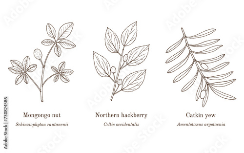 Collection of edible and medicinal plants