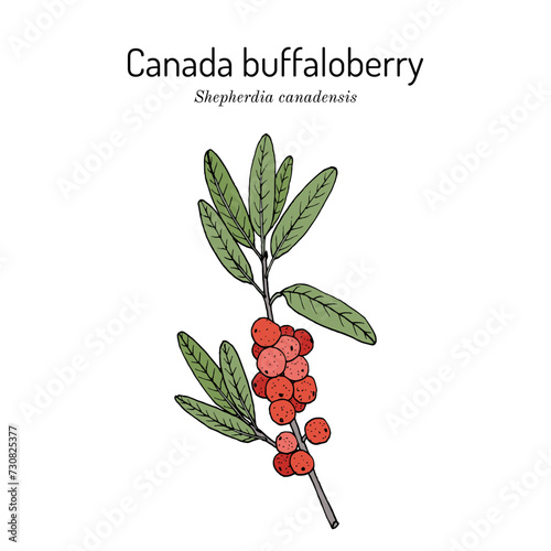 Canada buffaloberry (Shepherdia canadensis), edible and medicinal plant