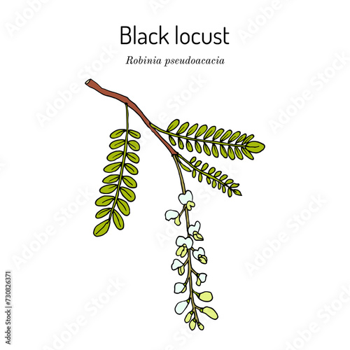 Black locust (Robinia pseudoacacia), ornamental and medicinal plant