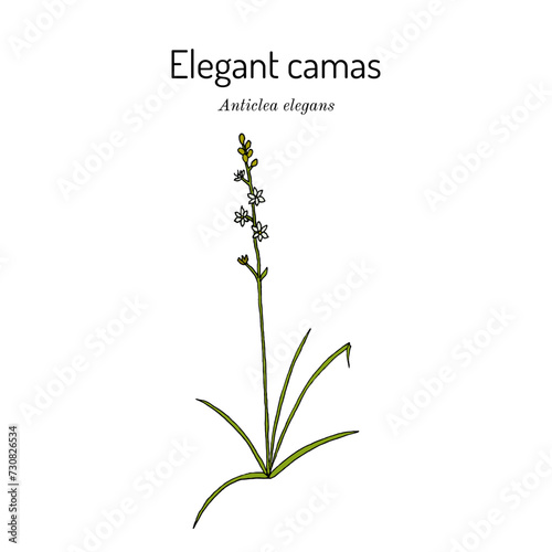 Elegant camas (Anticlea elegans), medicinal plant photo