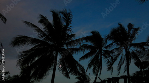 Tropical island on a full moon. View of silhouettes of palm trees against the sky and the full moon behind the trees.