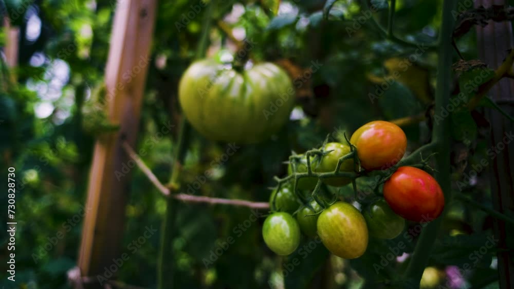 Bunch of growing tomatoes Bunch of growing tomatoes