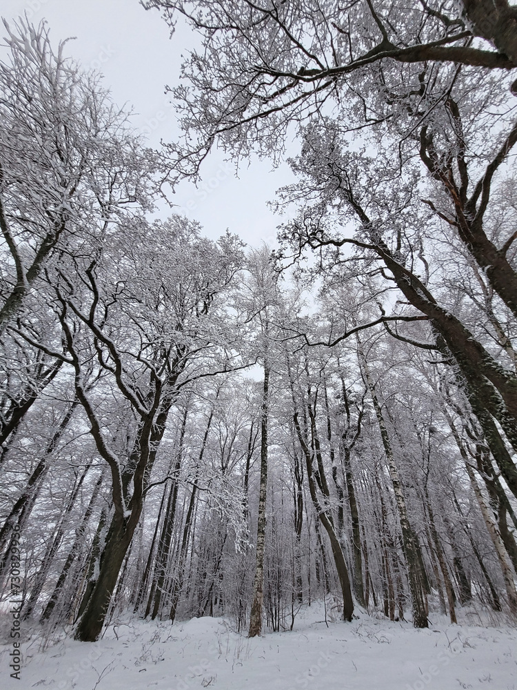 Fototapeta premium trees in snow