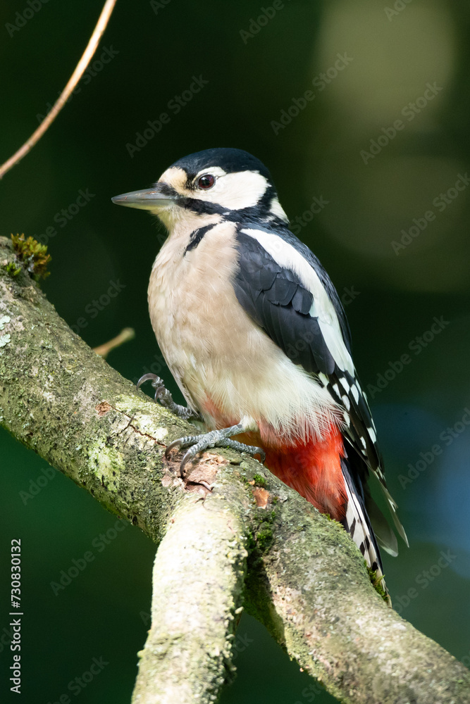 Great Spotted Woodpecker on a Branch Great Spotted Woodpecker on a Branch