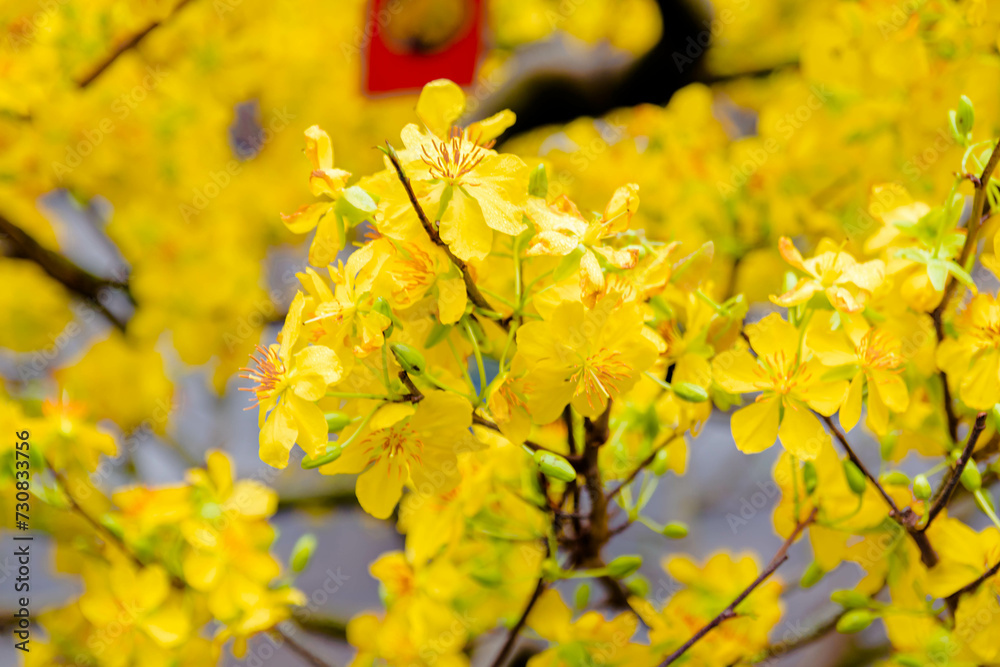 Yellow Apricot Flower, the symbol of Vietnamese traditional lunar New Year. Yellow Apricot Flower, the symbol of Vietnamese traditional lunar New Year.