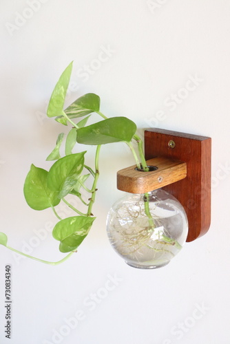 Wooden vase with bulb for growing plants in water. Decoration idea for those who like to plant. Rectangular base for hanging on the wall.