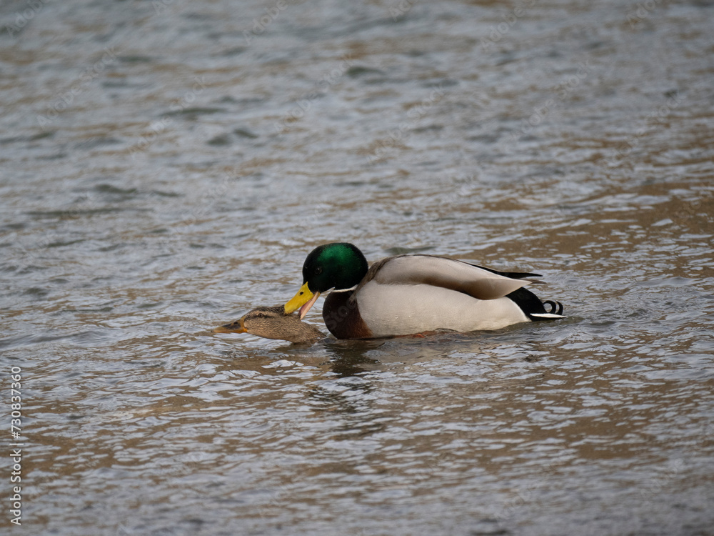 Stockente und Gänsesäger Stockente und Gänsesäger
