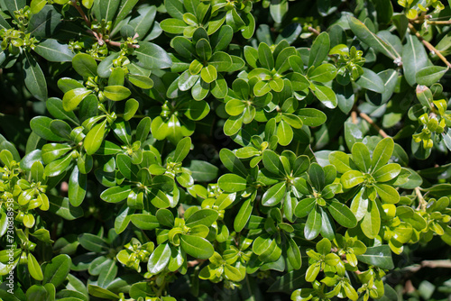Green plant bush. Closeup nature view of green leaf bush. Flat lay, nature concept, tropical leaf © Анастасія Стягайло