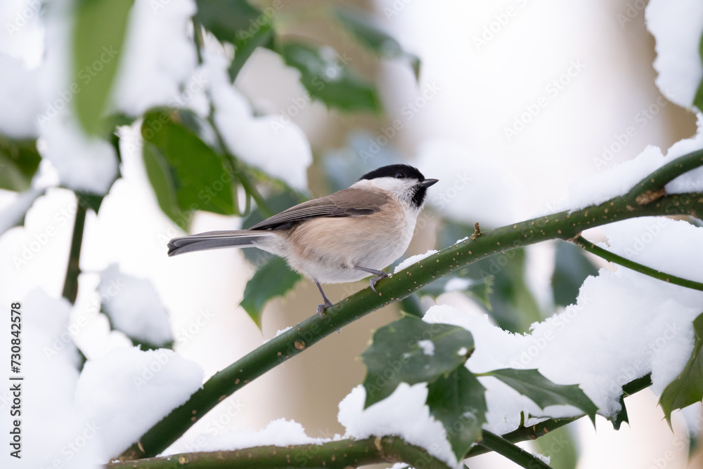 Fototapeta premium Marsh Tit in Winter