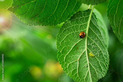 A ladybug and its eggs (Coccinella septempunctata)