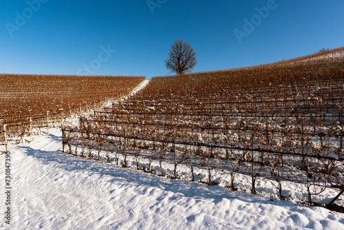 Landscape of vineyards in snow-covered Piedmont Langa