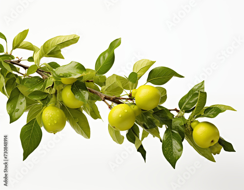 branch of a green apple tree on a white background