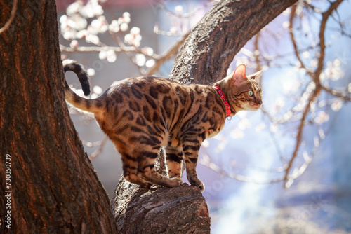 Beautiful bengal cat on the branch of flowering apricot tree