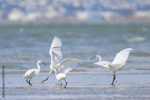 Wallpaper Mural Two Little Egrets fighting on the beach Torontodigital.ca