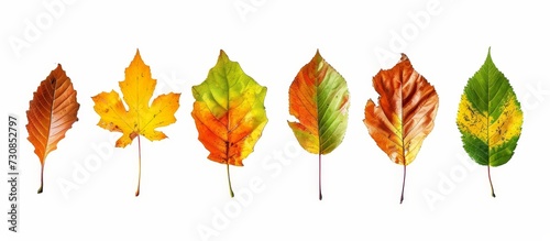 A row of colorful autumn leaves, resembling petals of flowering plants, rests on a white background resembling peach tree paper.