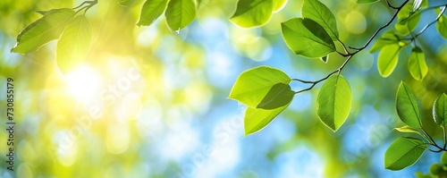 green leaves background