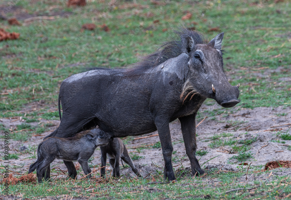 Warthog mother suckles her two piglets