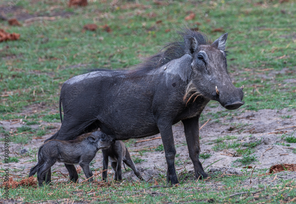 Warthog mother suckles her two piglets Warthog mother suckles her two piglets