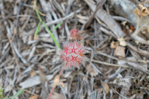 Trifolium stellatum photo