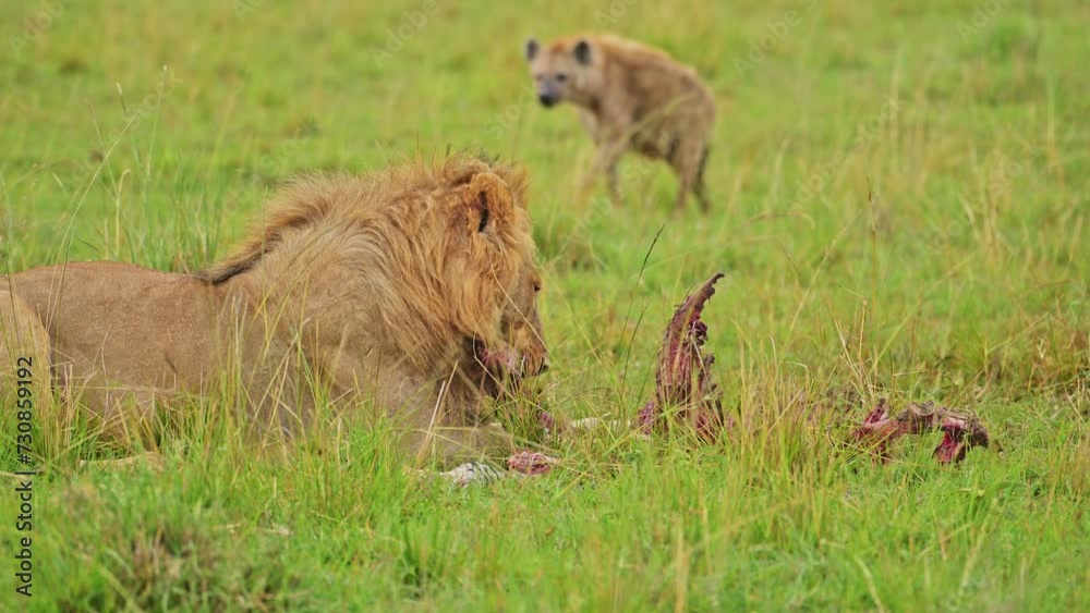 Slow Motion Shot of African Wildlife in Maasai Mara National Reserve, Kenya, Africa Safari Animals in Masai Mara North Conservancy