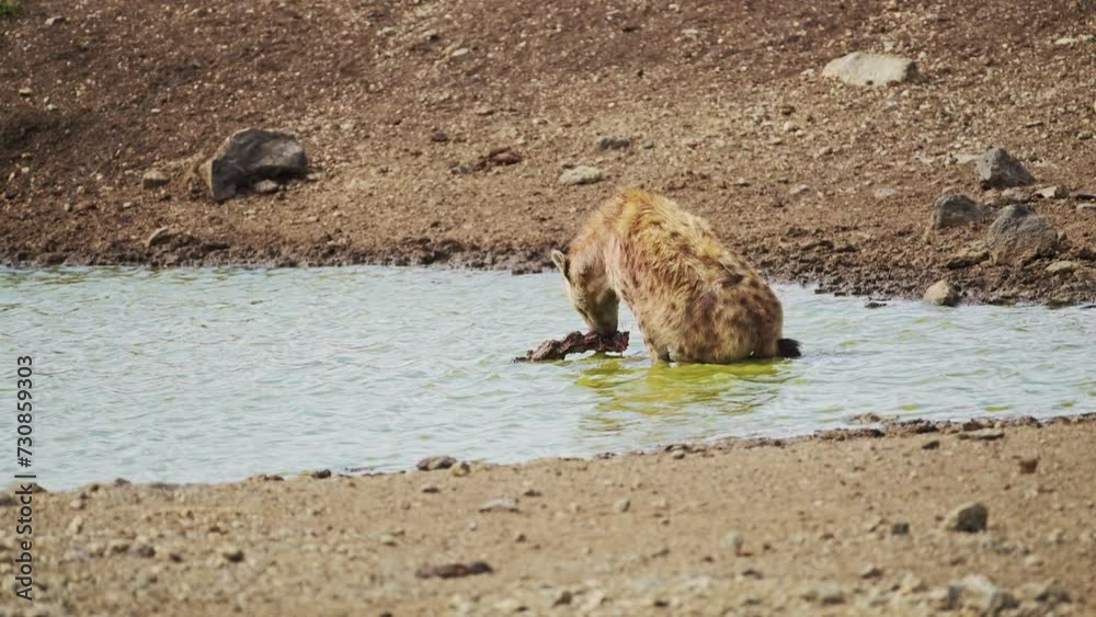 Slow Motion Shot of Hyena bathing in small pond, wallowing and cleaning after hunting, African Wildlife in Maasai Mara National Reserve, Kenya, Africa Safari Animals in Masai Mara North Conservancy