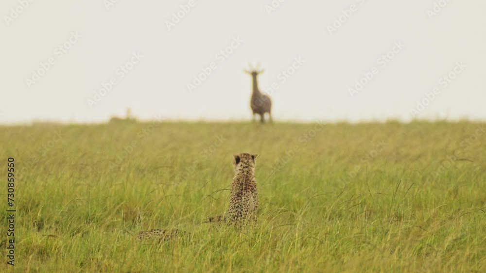 Cheetah Hunting Topi in the Rain on a Hunt, African Wildlife Safari Animals in Masai Mara when Raining in Rainy Season in Maasai Mara, Kenya, Amazing Animal Behaviour, Big Cat Predator Behavior Cheetah Hunting Topi in the Rain on a Hunt, African Wildlife Safari Animals in Masai Mara when Raining in Rainy Season in Maasai Mara, Kenya, Amazing Animal Behaviour, Big Cat Predator Behavior