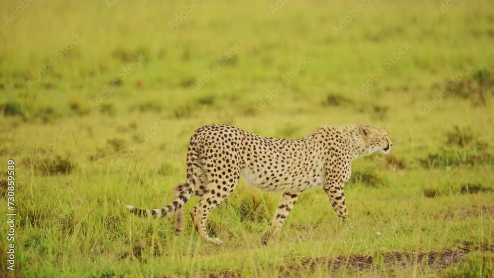 Slow Motion Shot of Cheetah roaming the Maasai Mara landscape, prowling through the lush grasslands of the savannah savanna, African Wildlife in Maasai Mara National Reserve, Kenya Slow Motion Shot of Cheetah roaming the Maasai Mara landscape, prowling through the lush grasslands of the savannah savanna, African Wildlife in Maasai Mara National Reserve, Kenya