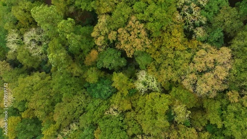 Bird's eye drone footage of the green forest at Fervenza do Toxa viewpoint in Pontevedra, Spain photo
