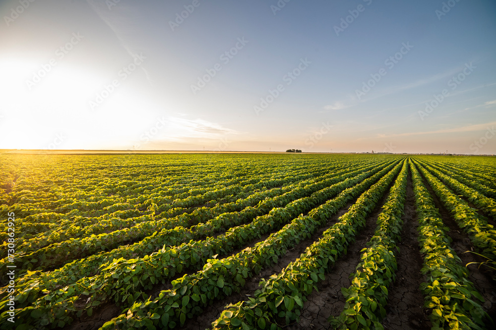 Open soybean field at sunset.