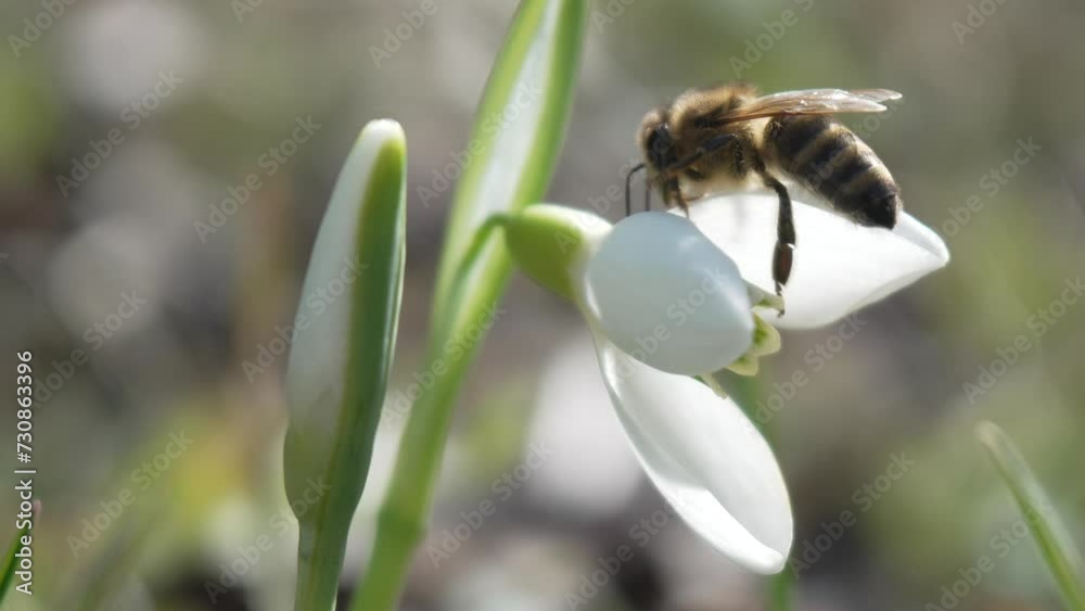 Bee pollinates snowdrop during early spring in forest. Snowdrops, flower, spring. White snowdrops bloom in garden, early spring, signaling end of winter. Slow motion, close up Bee pollinates snowdrop during early spring in forest. Snowdrops, flower, spring. White snowdrops bloom in garden, early spring, signaling end of winter. Slow motion, close up