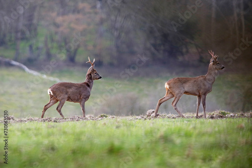 Fototapet A pair of roe deer near Salisbury, England.