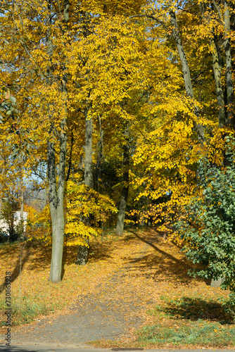 Autumn park with trees. trees with yellow leaves
