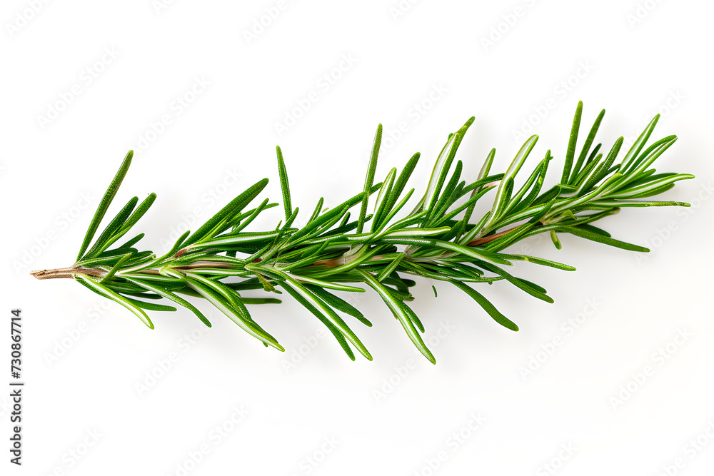 Fototapeta premium pine branches with white background
