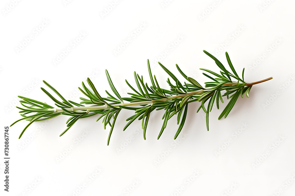 pine branches with white background