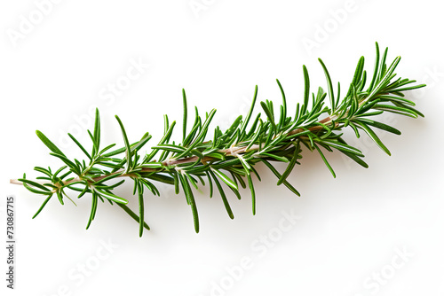 pine branches with white background