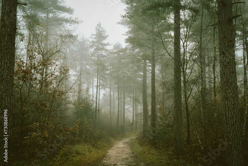 Misty forest path surrounded by trees