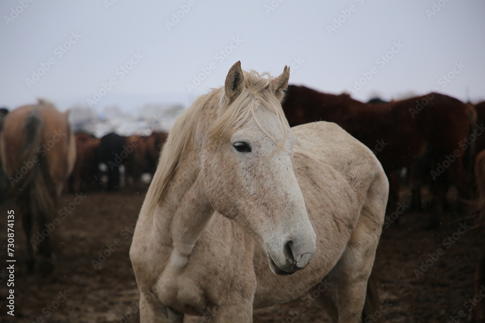Fototapeta premium portrait of a horse
