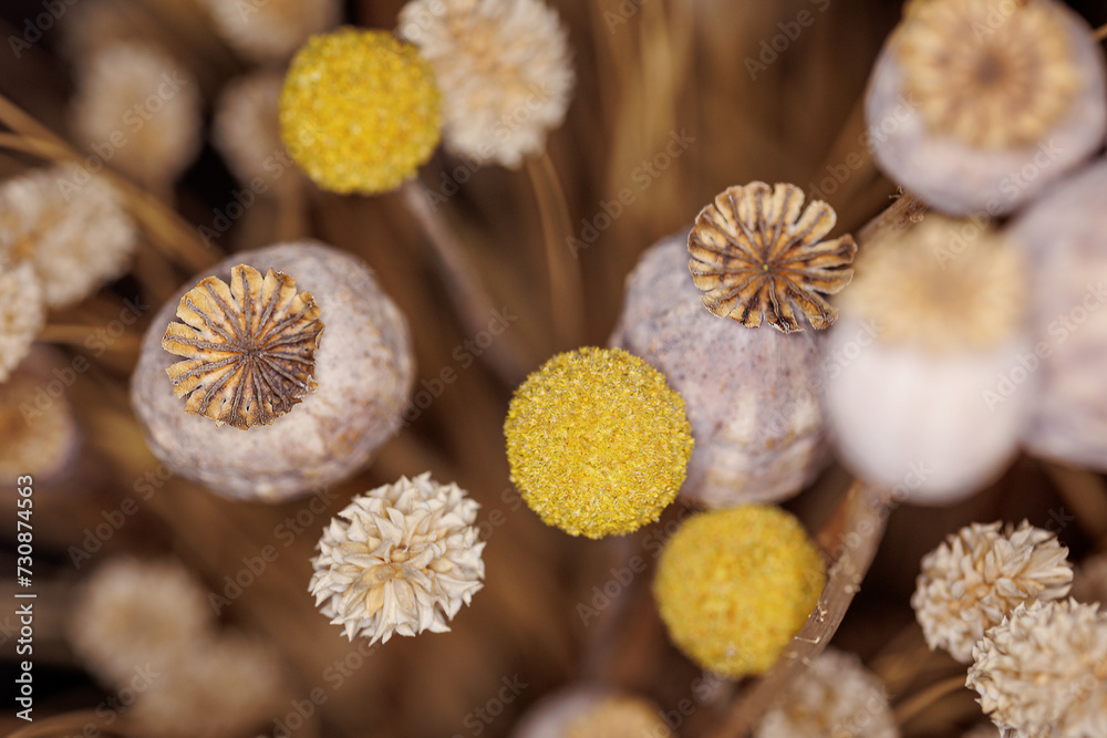 Macro shot of dried poppy flowers in a vase with beautiful brown, gold and yellow tones, for decoration in your home. the Netherlands