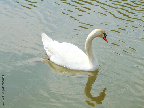 White swan on the lake in Romania